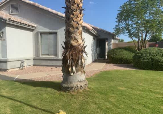 Front of 3302 West Tina Ln, Phoenix, AZ